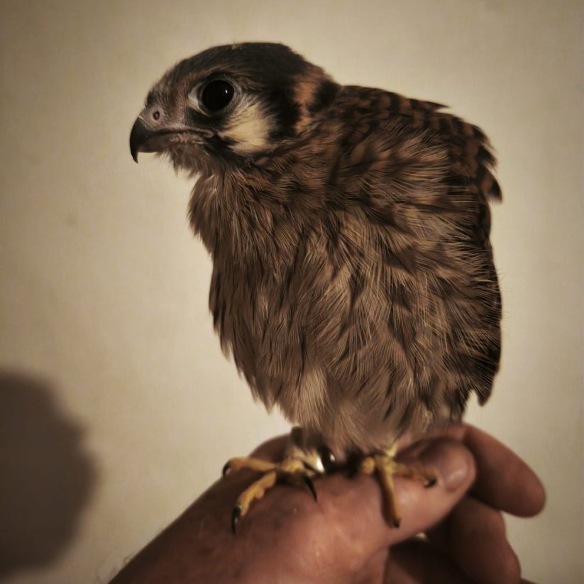 Falco sparverius-samica