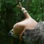 Falkenhaube-jaglich-ohne Schnurriemchen–KYRGYZSTAN