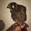 Falco sparverius-samica
