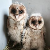 Angebot an Greifvögeln