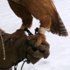 Sokolnické "obutí"