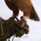 Falconry footwear
