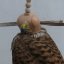 Hood with European Type of Strapping –  for small predators-EZ - Size: 2,5
