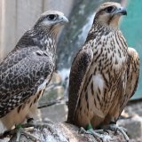 Offer of birds of prey