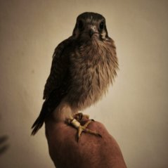 Falco sparverius-Weiblich