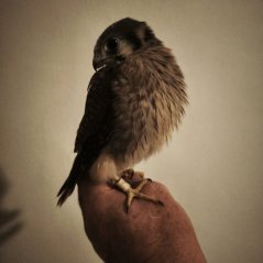 Falco sparverius-Weiblich